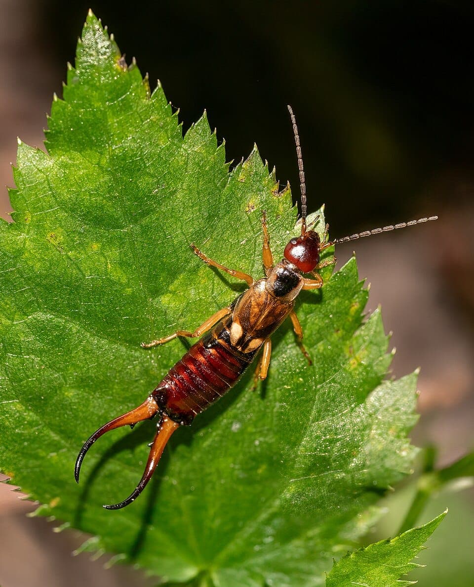 What Is the Bug With Pincers on Its Rear? Identifying Earwigs