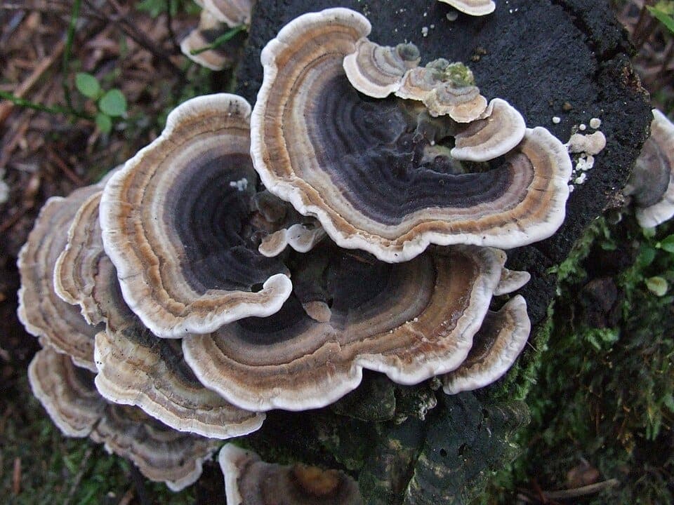 What Is the Colorful Layered Bracket Fungus on the Log? Identifying Turkey Tail