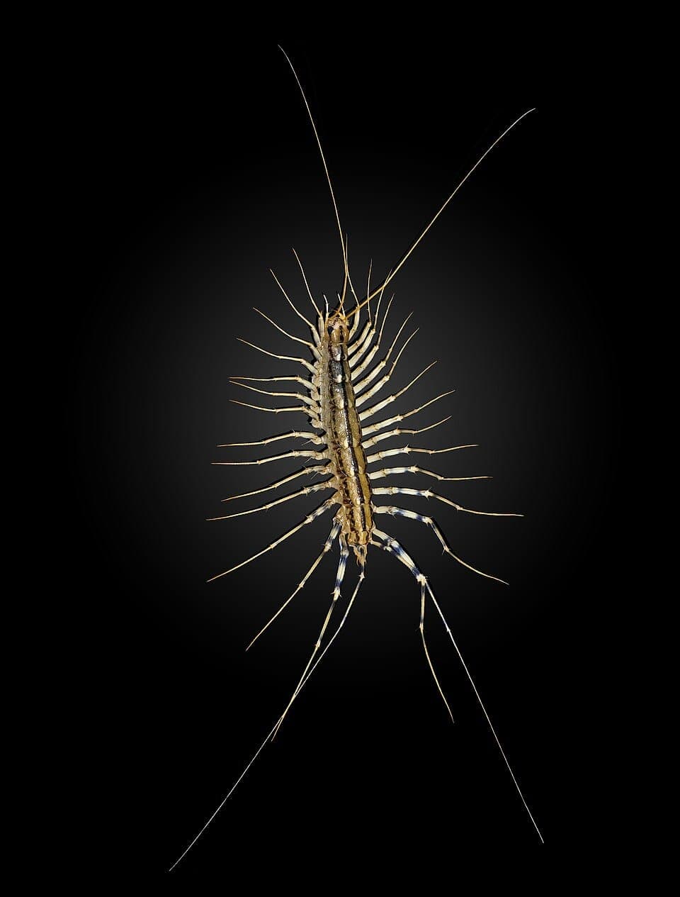 What Is the Fast Bug With a Hundred Legs in My Bathroom? Identifying the House Centipede