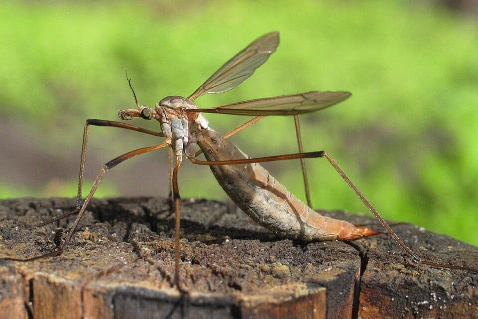 What Is the Giant Mosquito-Looking Bug on My Wall? Identifying the Harmless Crane Fly