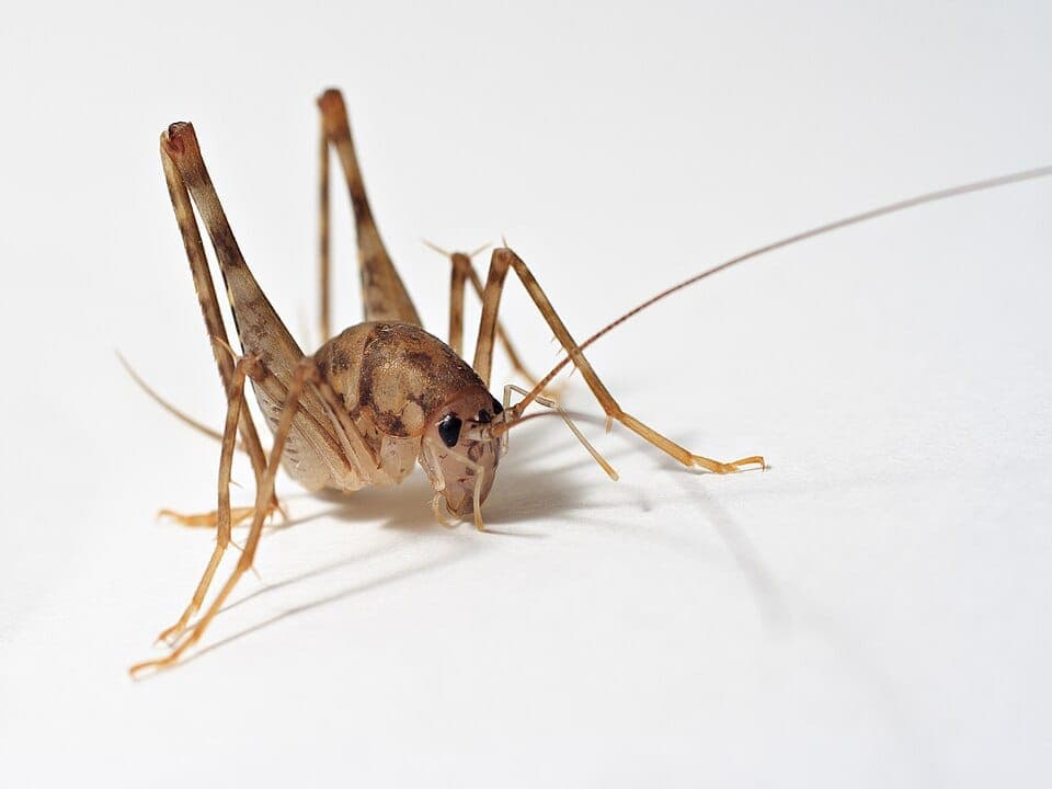 What Is the Humpbacked, Spider-Like Cricket in My Basement? Identifying Camel Crickets