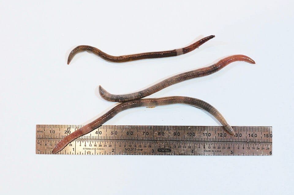 What Is the Worm Thrashing Wildly in My Garden? Identifying the Invasive Jumping Worm