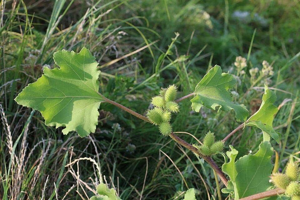 What Is the Plant With Burs That Stick to Your Clothes? Identifying Cocklebur and Burdock