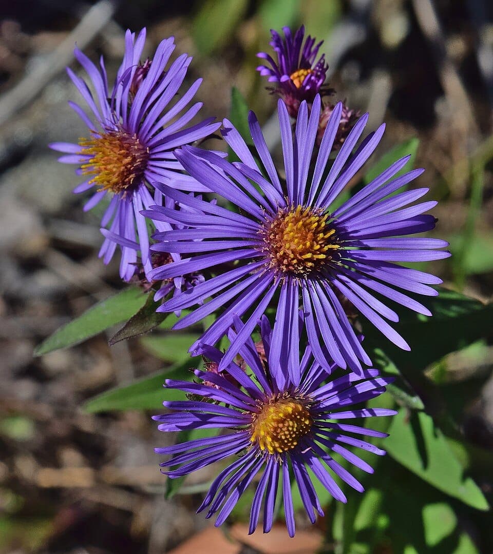 What Is the Purple Daisy-Like Wildflower Blooming in Fall? Identifying Asters