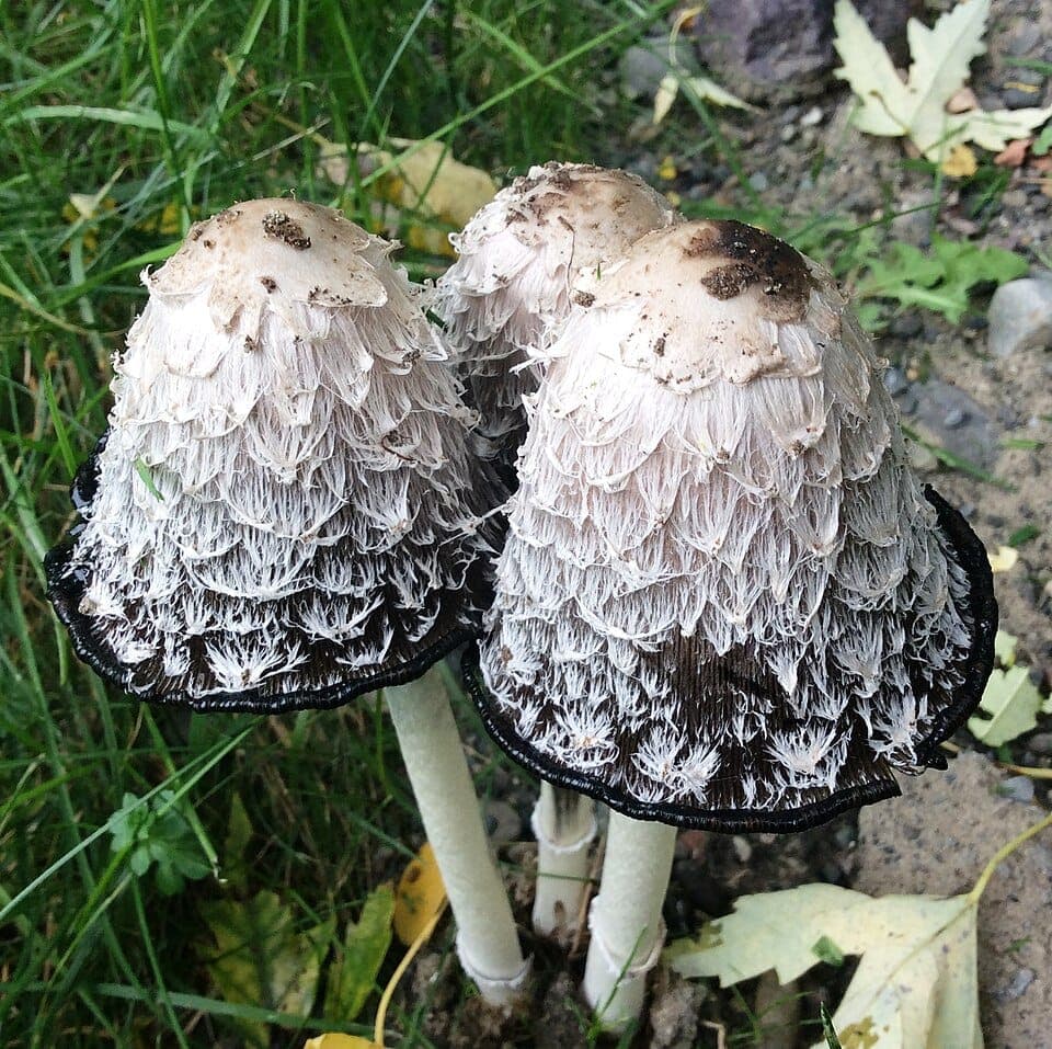 What Is the Shaggy White Mushroom That Melts Into Black Ink? Identifying the Shaggy Mane