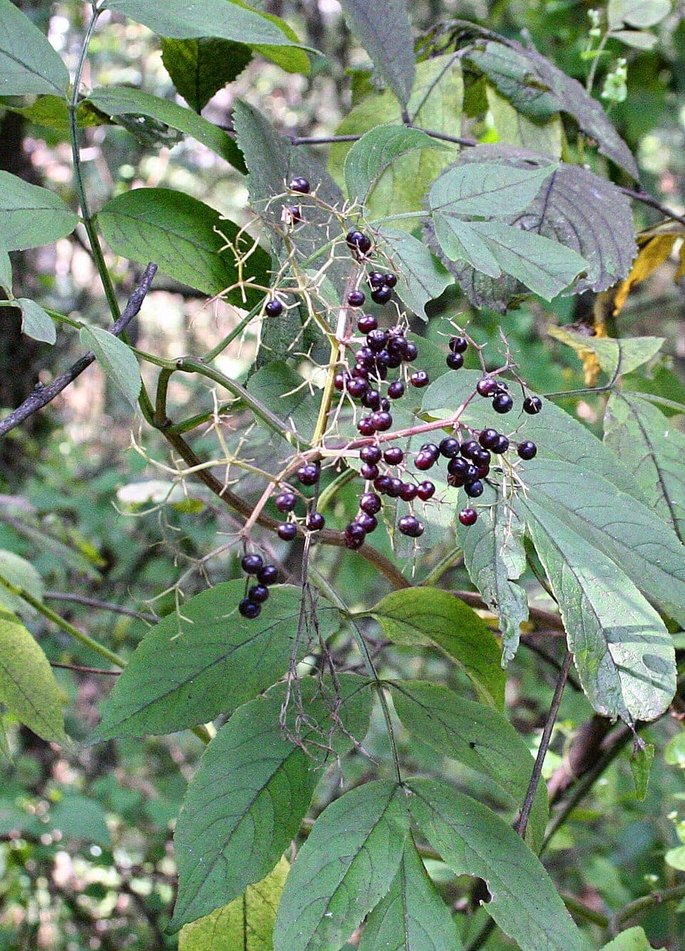 What Is the Shrub With Drooping Clusters of Tiny Dark Berries? Identifying Elderberry