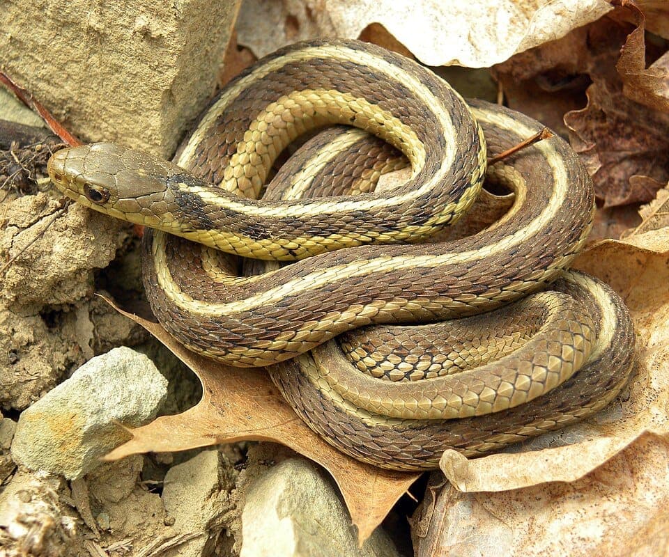 What Is the Striped Snake in My Garden? Identifying the Garter Snake