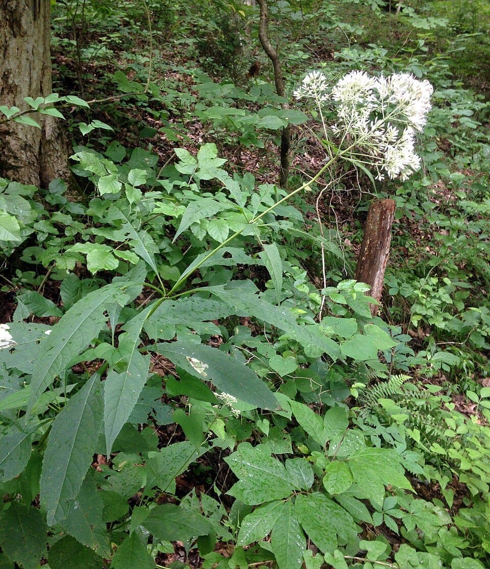 What Is the Tall Pink-Purple Wildflower Buzzing With Butterflies in Late Summer? Identifying Joe-Pye Weed