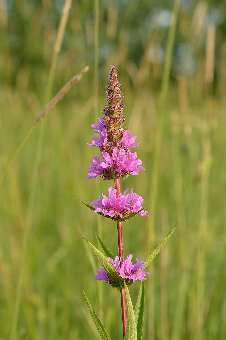 What Is the Tall Purple Flower Taking Over the Marsh? Identifying Purple Loosestrife