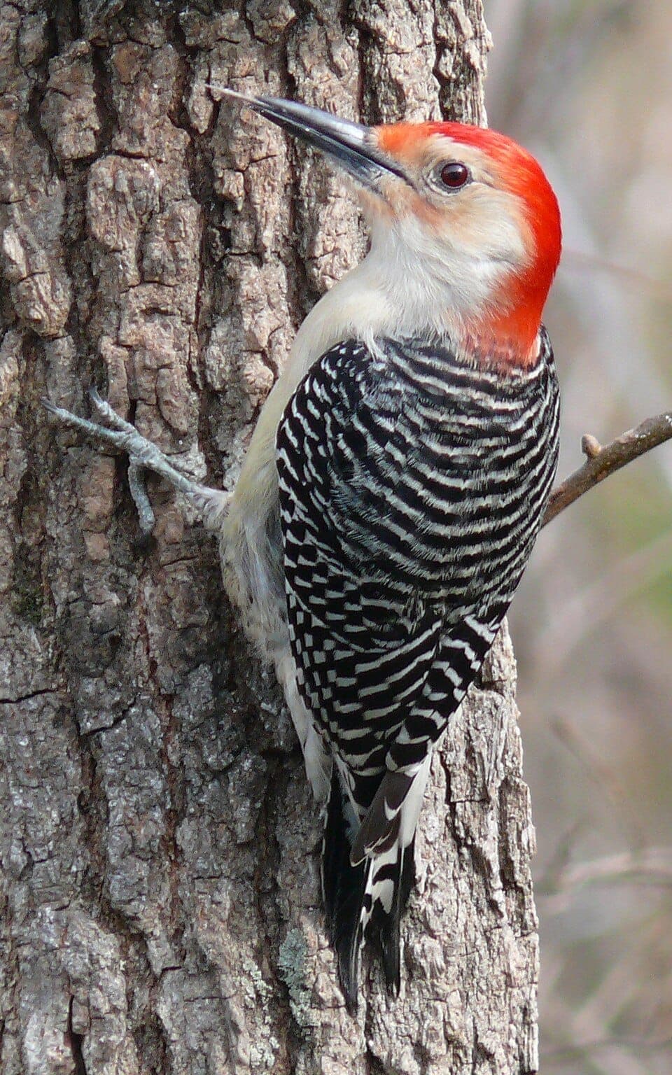 What Is the Woodpecker With the Red Head and Zebra-Striped Back? Identifying the Red-Bellied Woodpecker