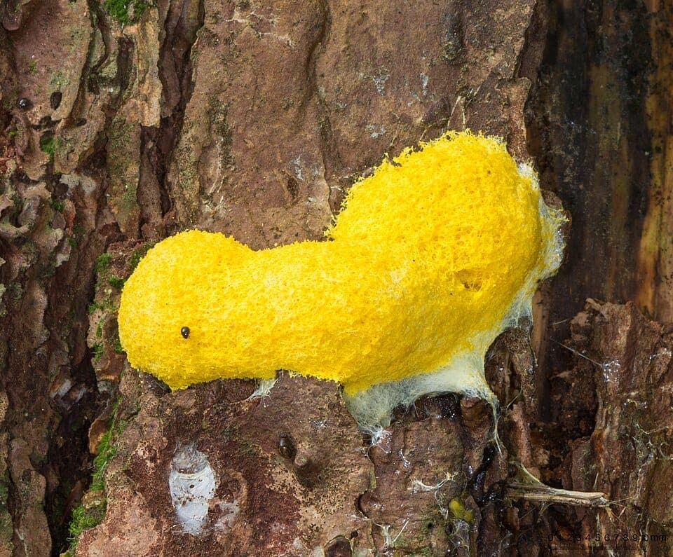 What Is the Bright Yellow Blob in My Mulch? Identifying Dog Vomit Slime Mold