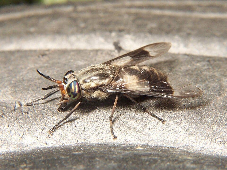What Keeps Biting Me Near the Water? Identifying Deer Flies and Horse Flies