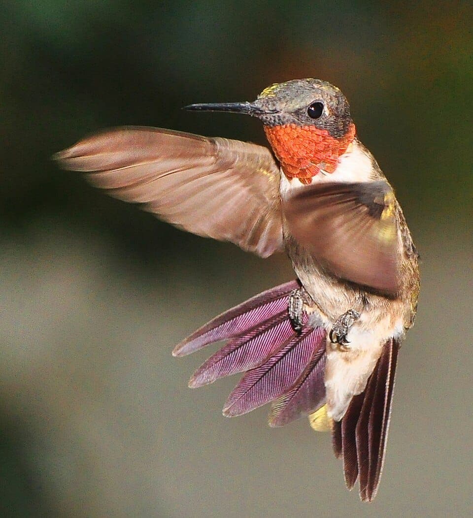 Where Did My Hummingbirds Go? Understanding the Fall Migration