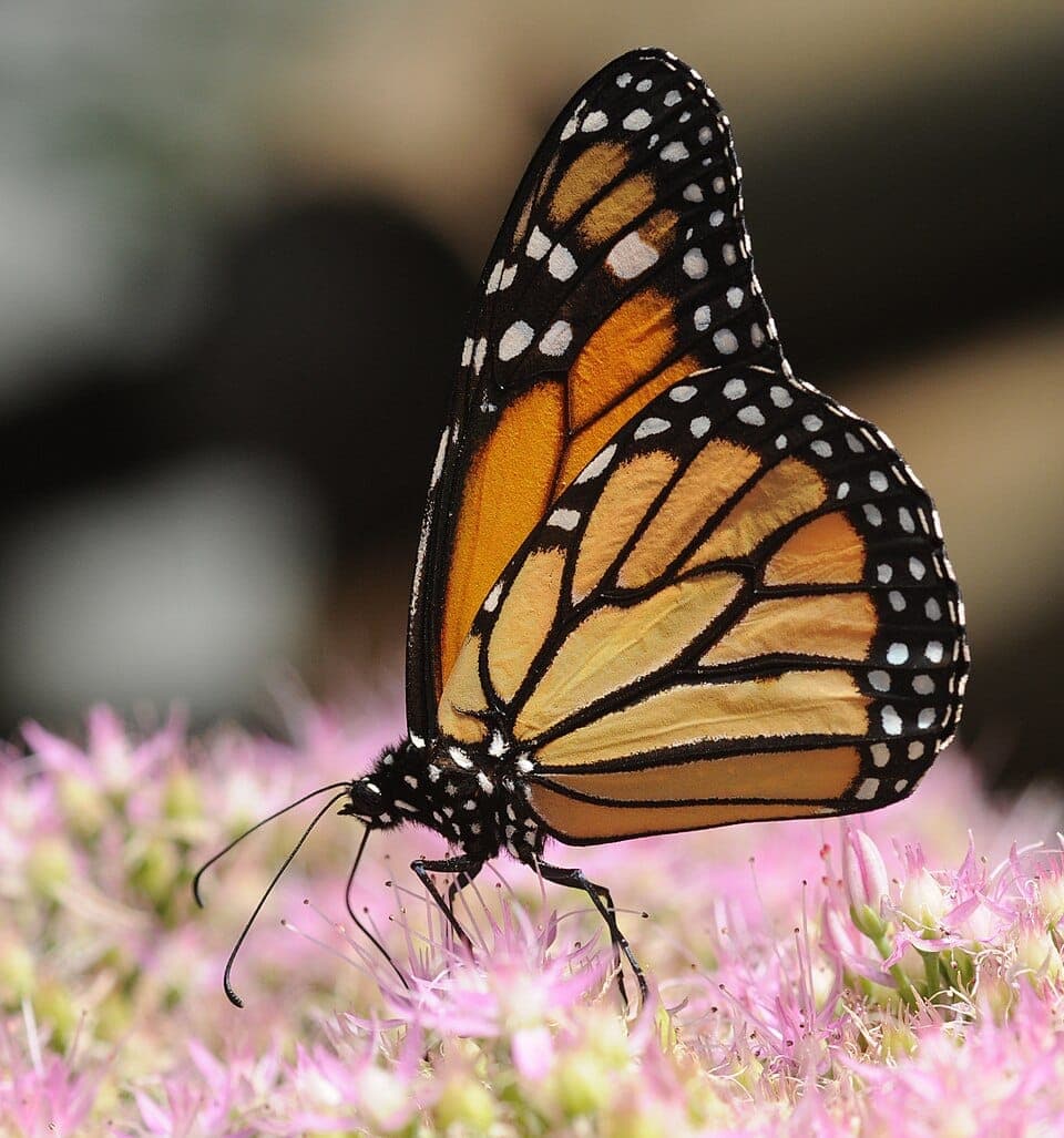 Why Are There Suddenly So Many Monarchs? Understanding the Great Fall Migration