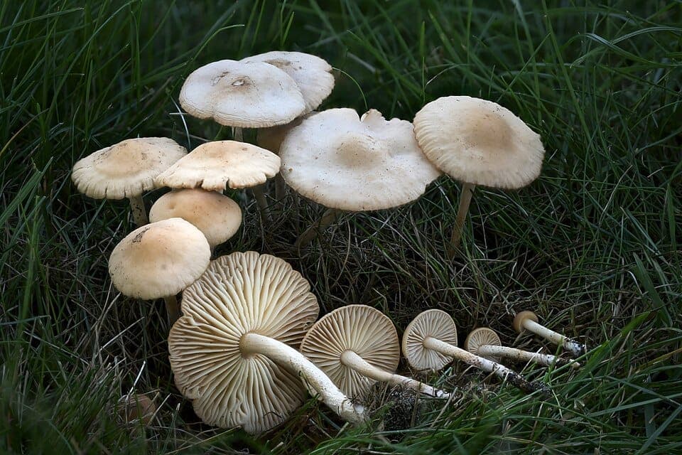 Why Is There a Ring of Mushrooms in My Lawn? Understanding Fairy Rings