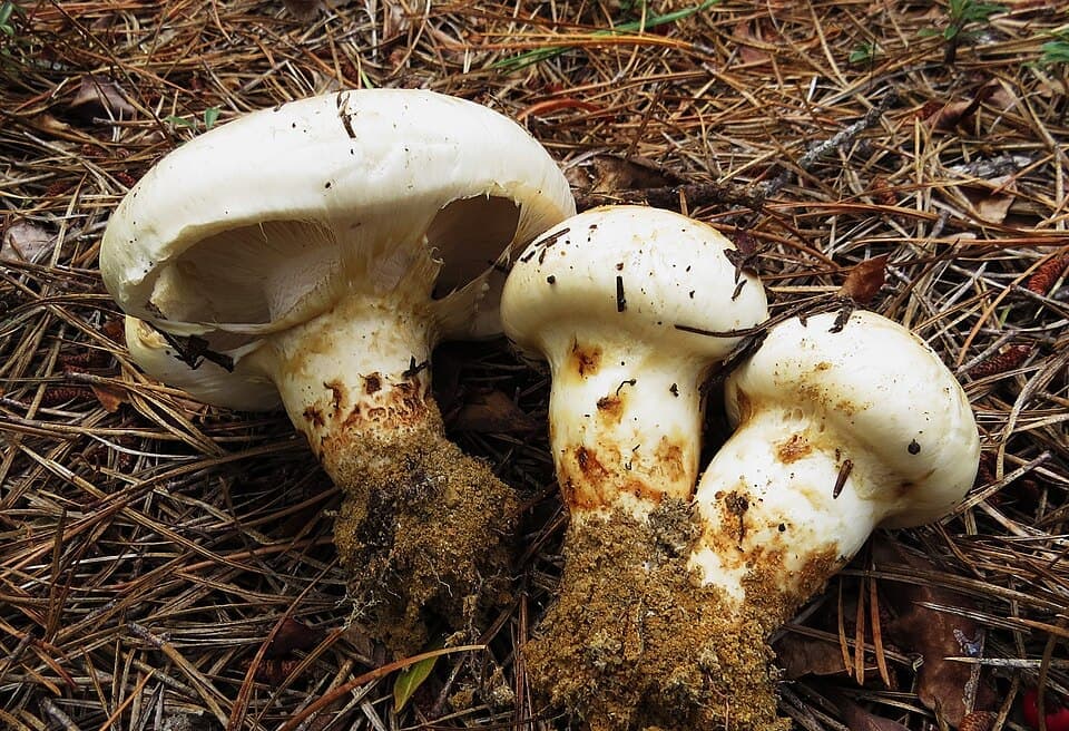 Matsutake (Tricholoma magnivelare)