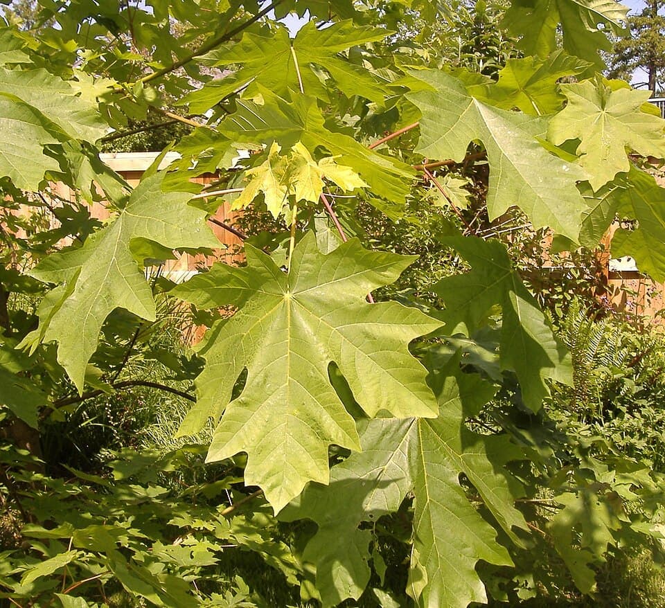 Bigleaf Maple, Acer macrophyllum