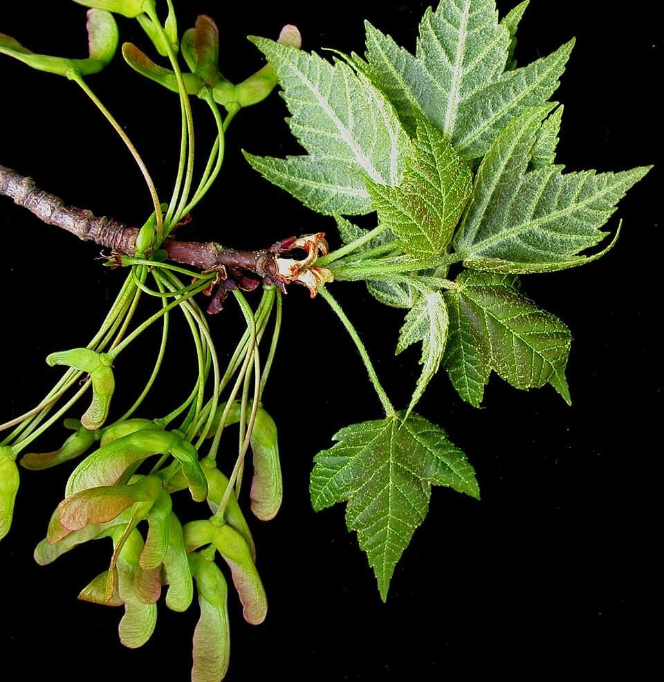 Red Maple, Acer rubrum