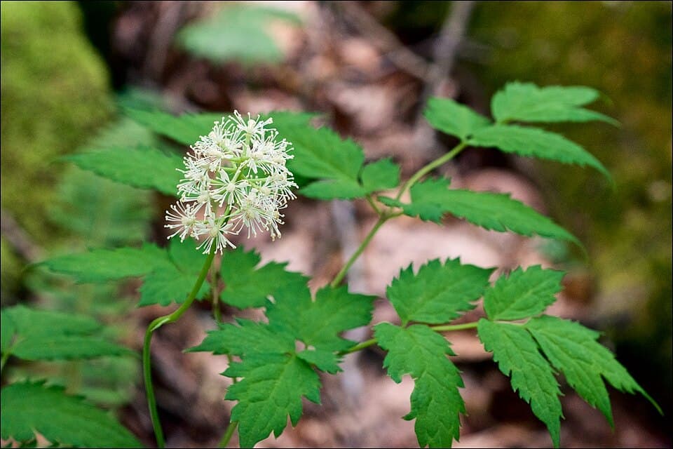 White Baneberry (Doll's Eyes), Actaea pachypoda