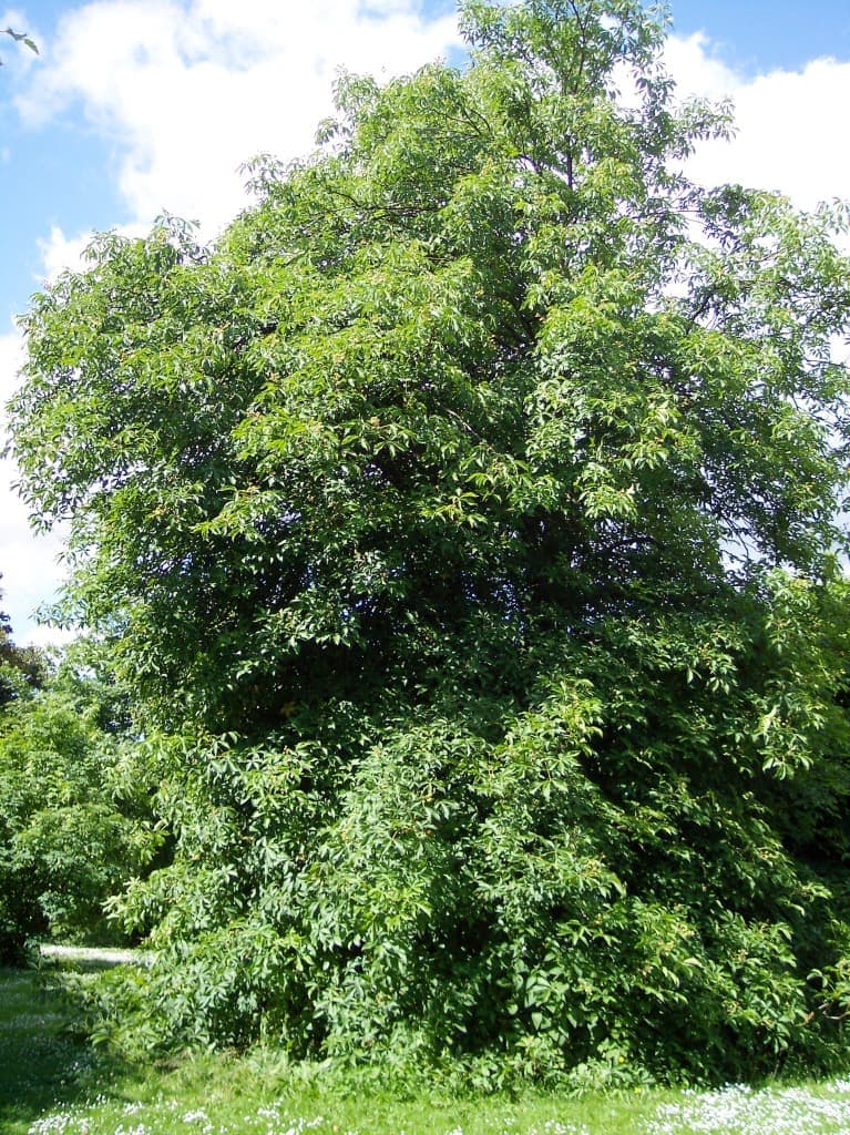 Ohio Buckeye (Aesculus glabra)