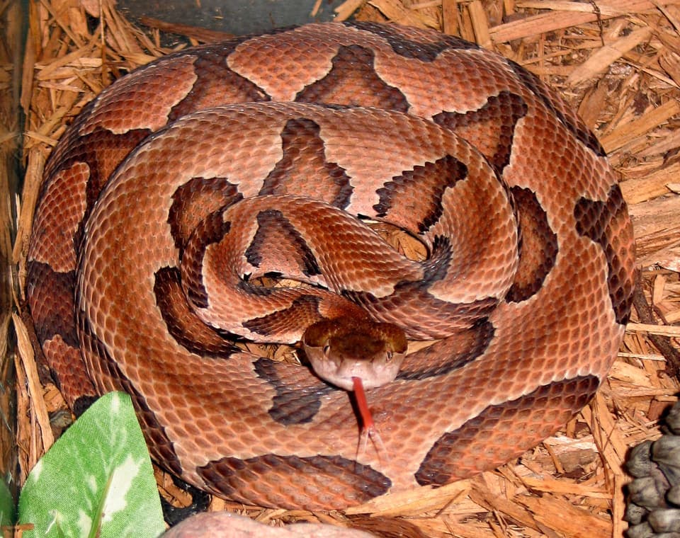 Copperhead (Agkistrodon contortrix)