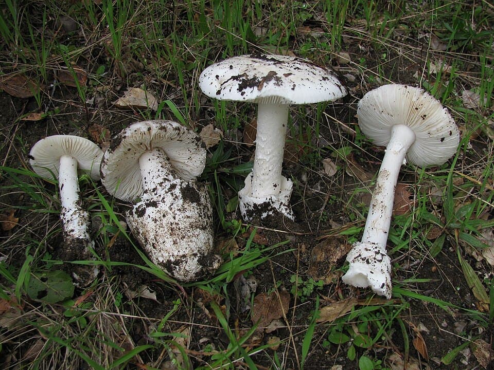 Western Destroying Angel, Amanita ocreata