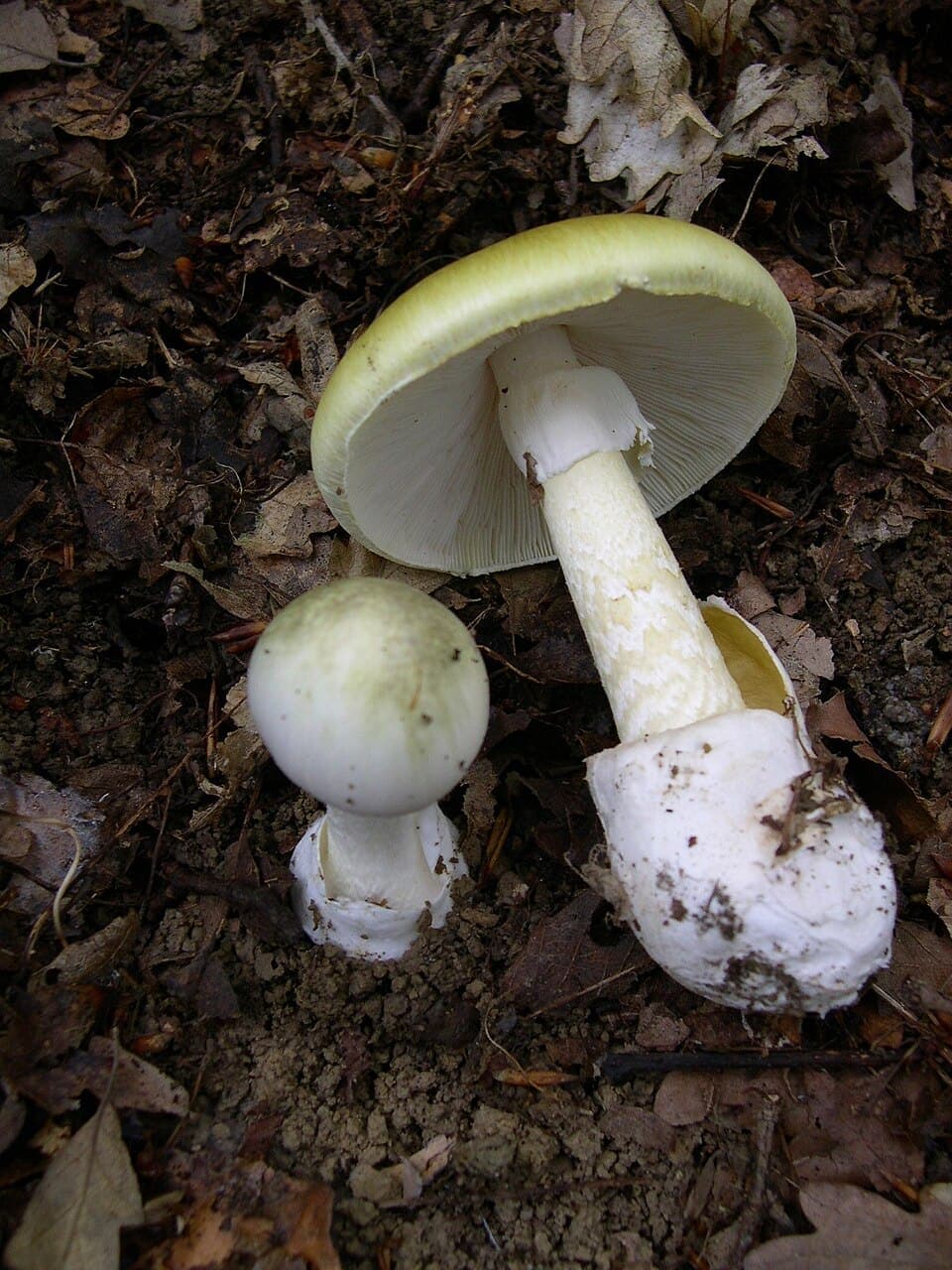 Death Cap, Amanita phalloides
