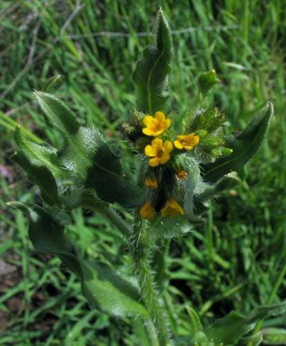 Common Fiddleneck, Amsinckia menziesii