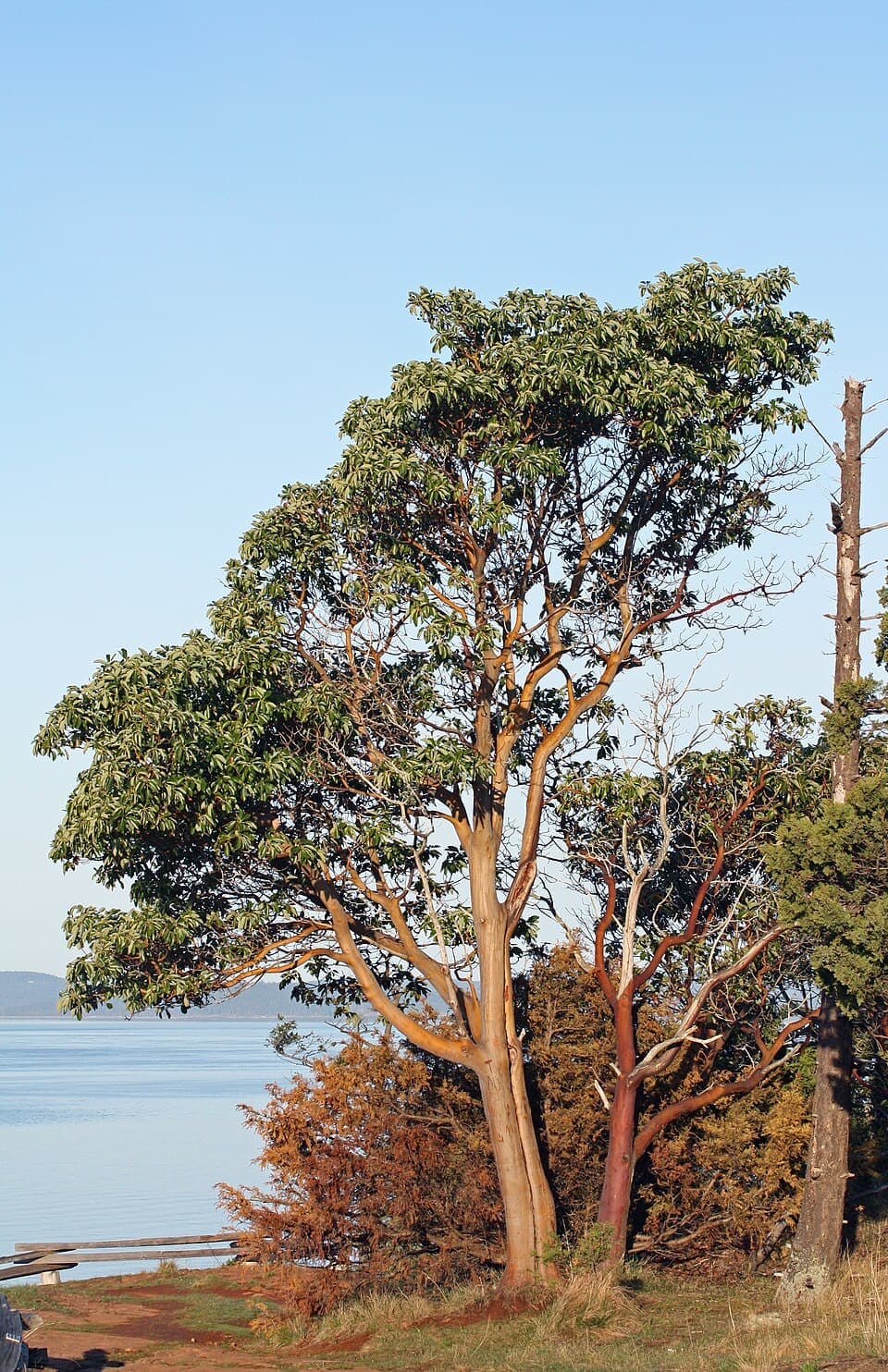 Pacific Madrone, Arbutus menziesii
