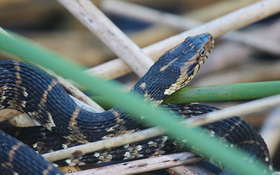 Banded Water Snake, Nerodia fasciata