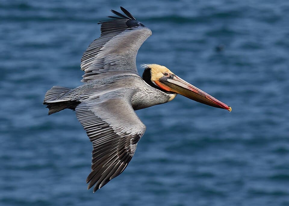 Brown Pelican, Pelecanus occidentalis