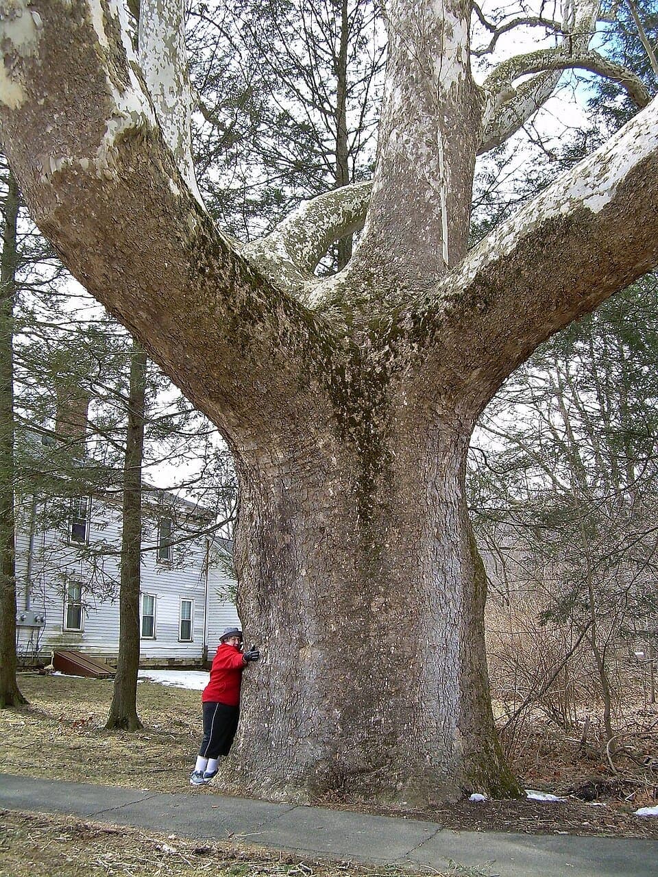 American Sycamore, Platanus occidentalis