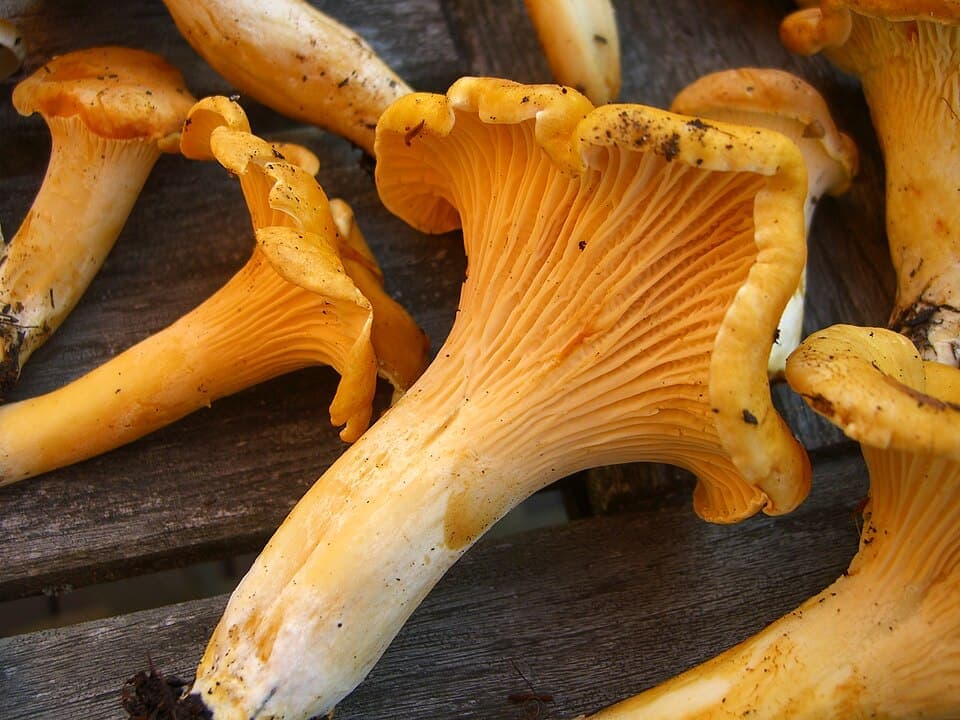 Golden Chanterelle (Cantharellus formosus)