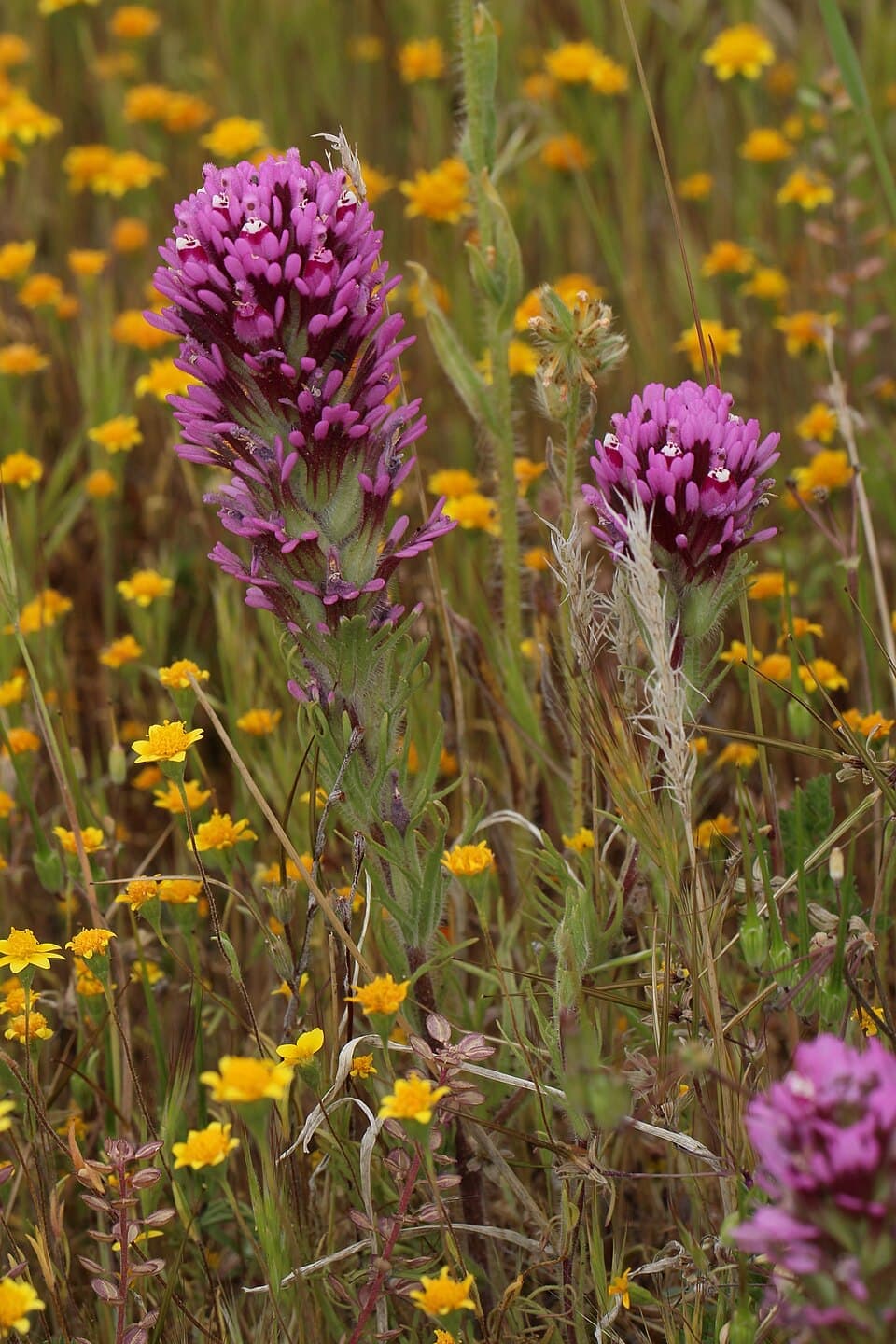 Owl's Clover, Castilleja exserta