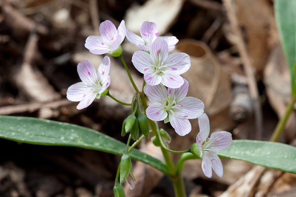 Virginia Spring Beauty, Claytonia virginica