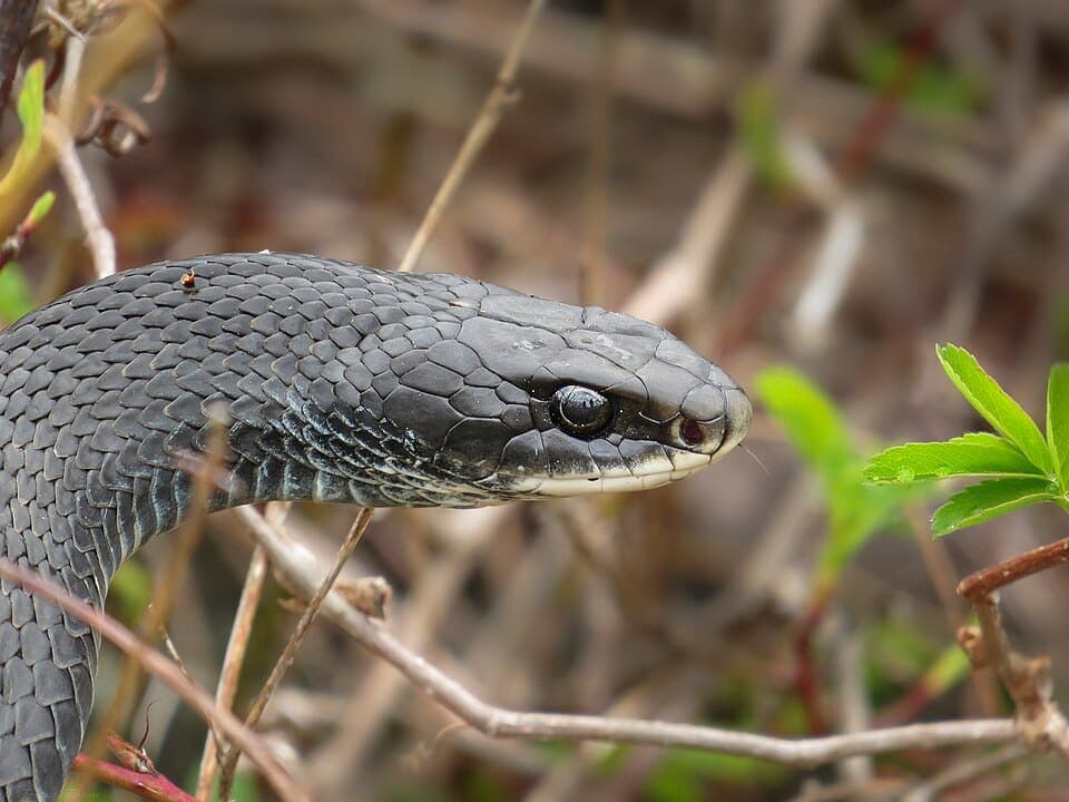 Racer (Coluber constrictor)