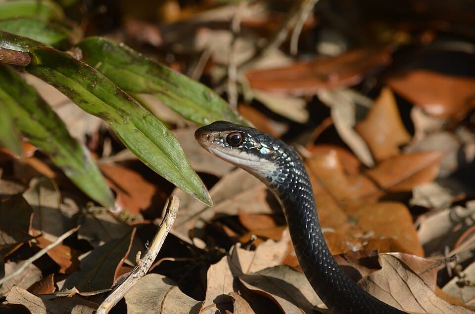 Southern Black Racer (Coluber constrictor priapus)