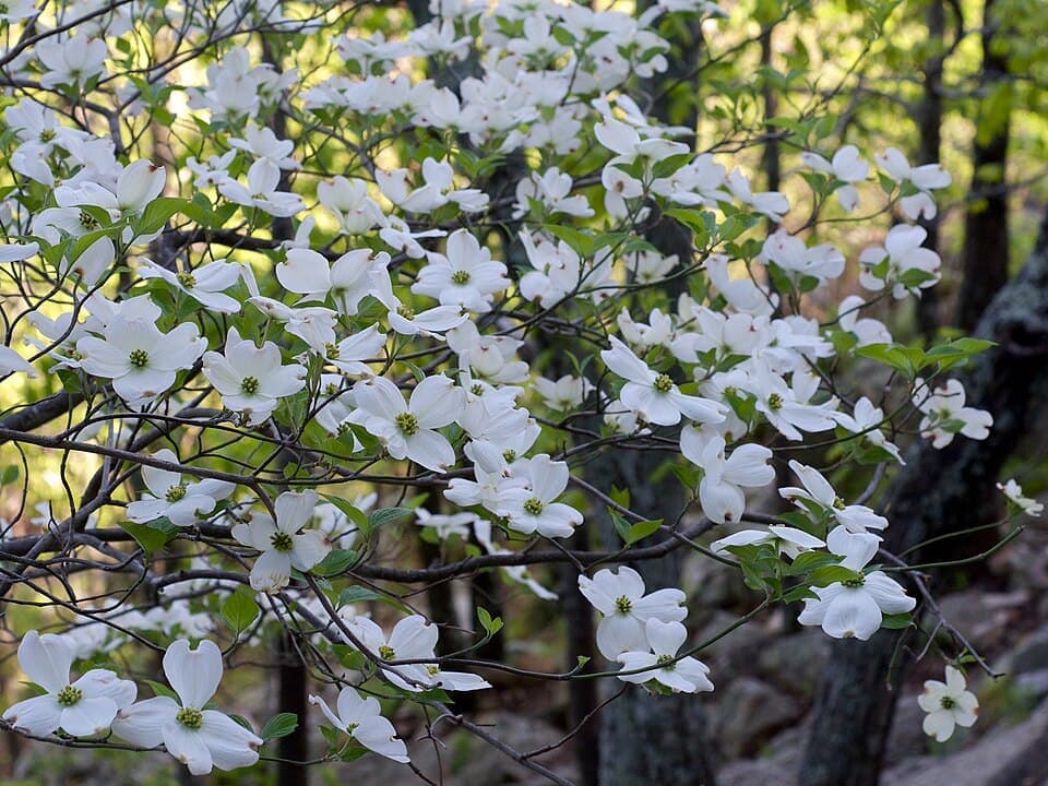 Flowering Dogwood, Cornus florida