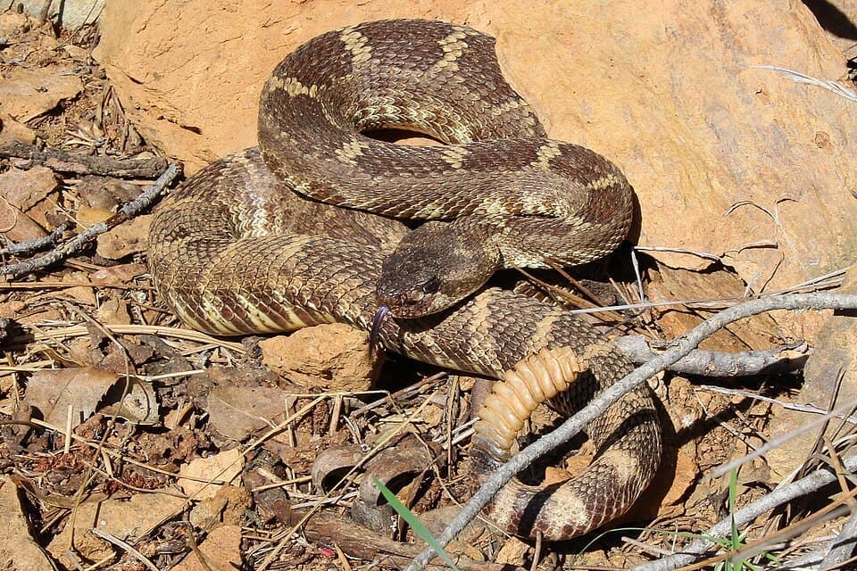 Northern Pacific Rattlesnake, Crotalus oreganus