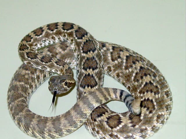 Mojave Rattlesnake (Crotalus scutulatus)