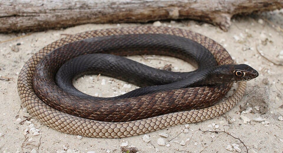 Coachwhip, Masticophis flagellum