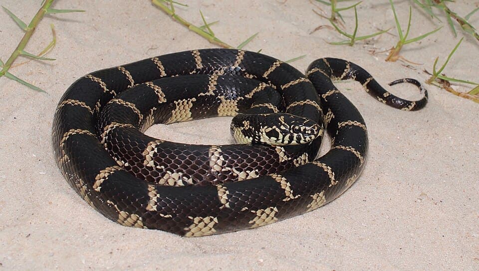 Eastern Kingsnake (Lampropeltis getula)