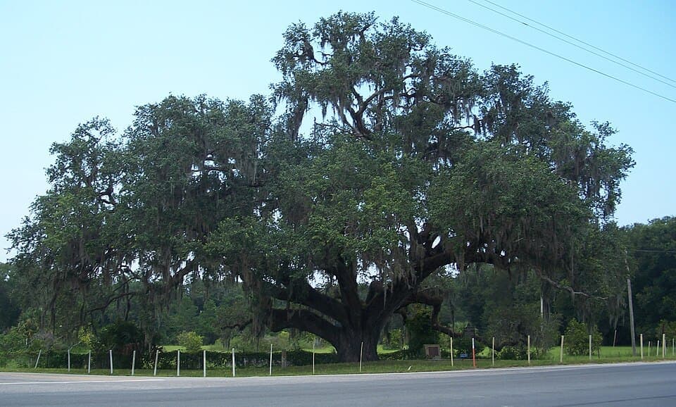 Southern Live Oak (Quercus virginiana)