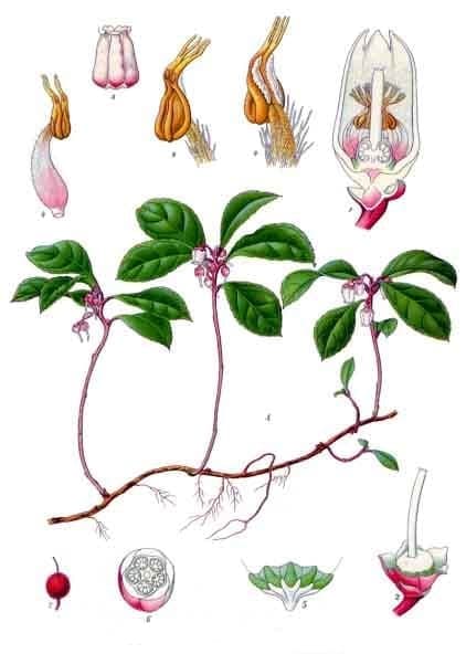 Wintergreen, Gaultheria procumbens