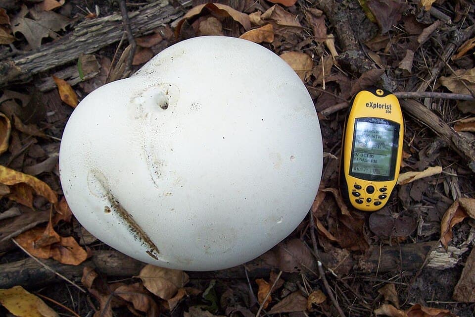 Giant Puffball, Calvatia gigantea