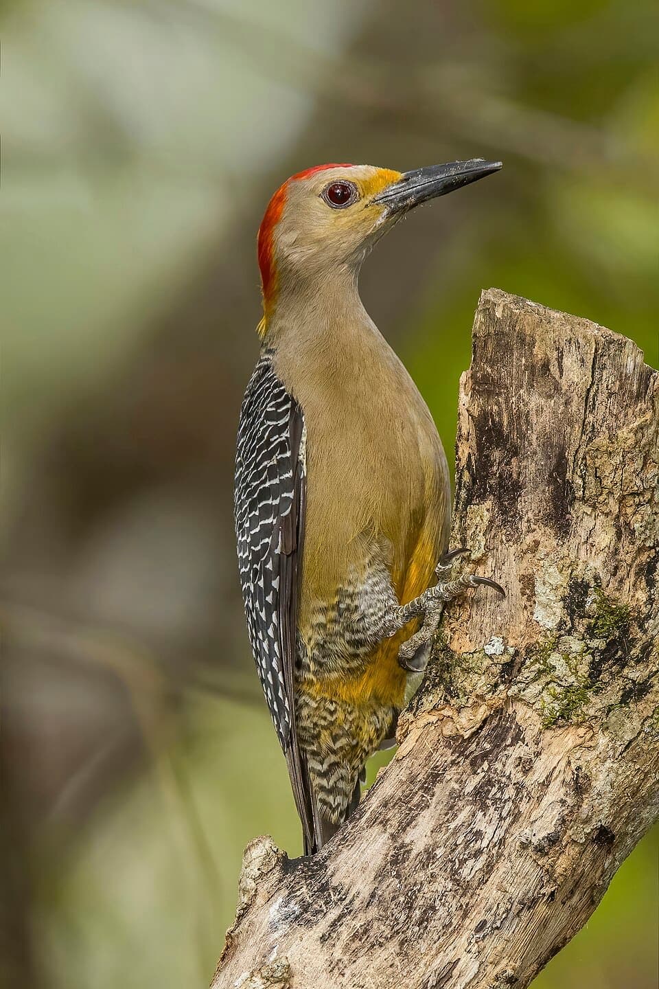 Golden-fronted Woodpecker, Melanerpes aurifrons