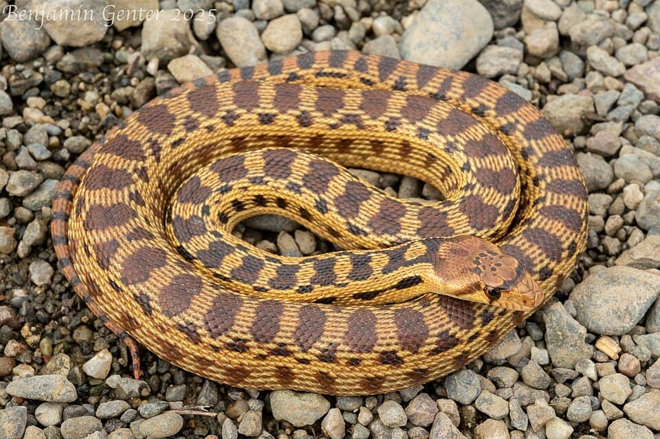 Pacific Gopher Snake (Pituophis catenifer)
