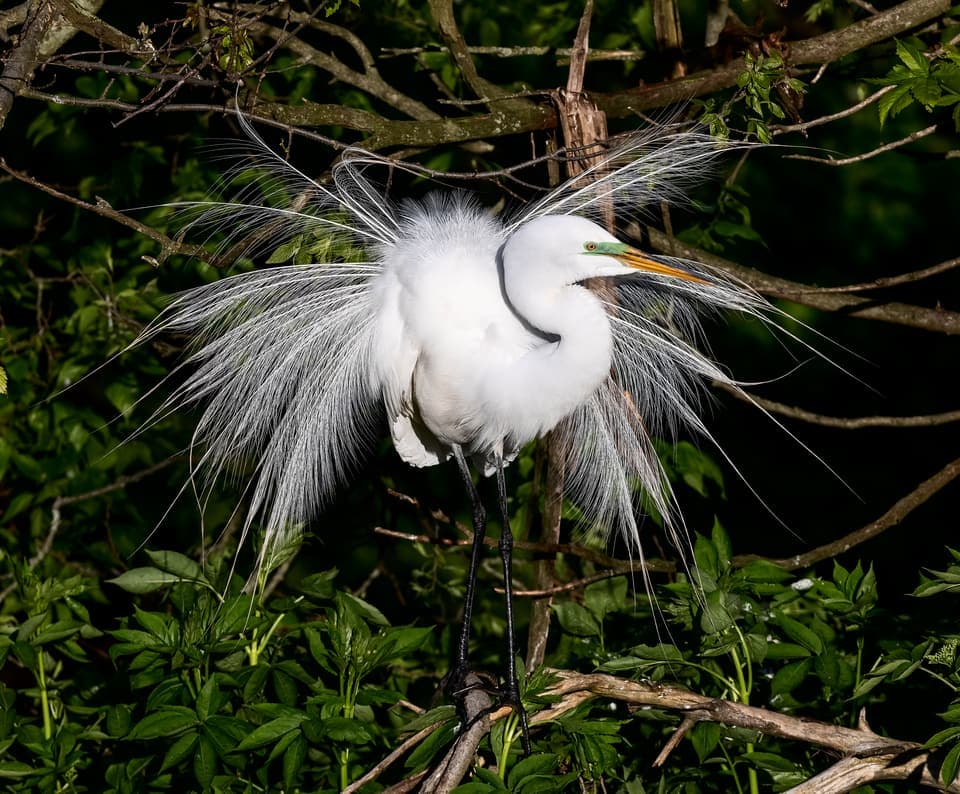 Great Egret, Ardea alba