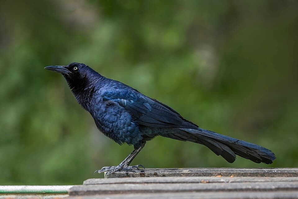 Great-tailed Grackle (Quiscalus mexicanus)