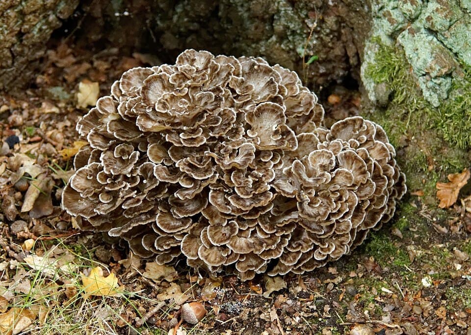 Hen of the Woods (Maitake), Grifola frondosa